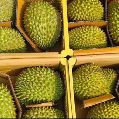 Sầu riêng xuất khẩu vùng trồng trọng điểm như Tây Nguyên