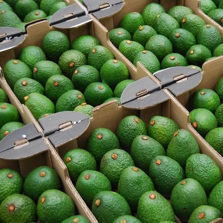 Bơ xuất khẩu - Sản phẩm chất lượng cao của VietNam Fruit